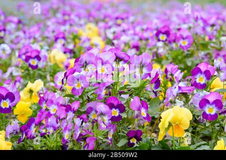Violette und gelbe Pansies, Frühlings-Stimmungsblumen, die im Park gepflanzt wurden Stockfoto
