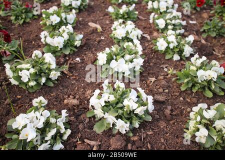 Weiße Pansies im Park gepflanzt, Stadtschmuck mit Blumen, Frühlingsstimmung Stockfoto