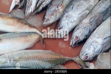 Frisch Gefleckter Thunfisch, Tonngol Tuna oder Thunnus Tonggol mit Makrelenfischen auf Dem Seafoods-Markt. Stockfoto