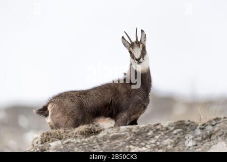 Die schönen Chamois in den Alpen Berge (Rupicapra rupicapra) Stockfoto