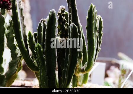 Verschiedene Arten von Kakteen vergossen Pflanzen in einem grünen Hintergrund des Gewächshauses. Stockfoto