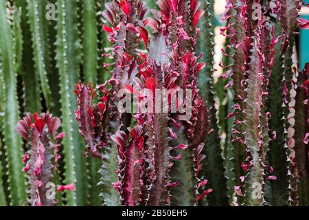 Verschiedene Arten von Kakteen vergossen Pflanzen in einem grünen Hintergrund des Gewächshauses. Stockfoto