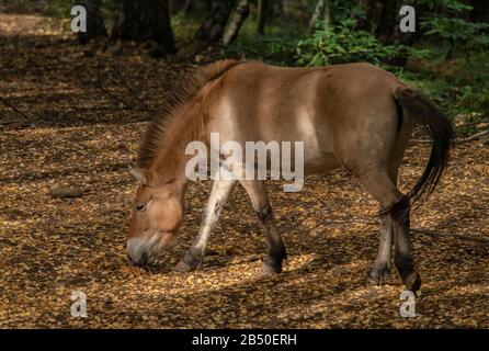 Przewalskis Pferd Equus ferus przewalskii lebt halbwild in Wald, Spanien. Stockfoto