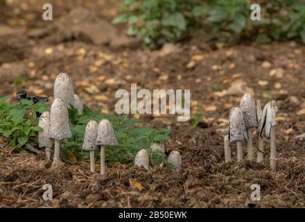 Shaggy Ink Caps, Coprinus comatus Group im Wald. Stockfoto