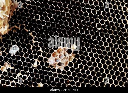 Nahaufnahme alter Getrockneter Honigwaben Ohne Bienen und Larve. Ein Wachshexagonal, Der von Honigbienen gebaut wurde, um Die Larve und Die Läden von Honey zu Enthalten. Stockfoto
