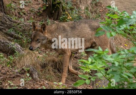 Eurasischer Wolf, Canis lupus lupus, im Wald, in Halbgefangenschaft; Pyrenäen. Spanien. Stockfoto