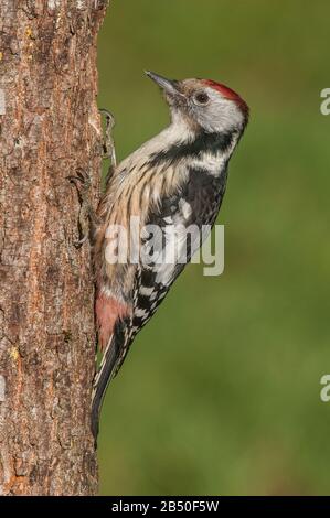 Mittelspecht (Leiopcus medius, Syn. Dendrocopos medius) Mittelgesichter Specht • Baden-Württemberg, Deutschland Stockfoto