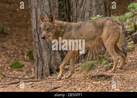 Eurasischer Wolf, Canis lupus lupus, im Wald, in Halbgefangenschaft; Pyrenäen. Spanien. Stockfoto
