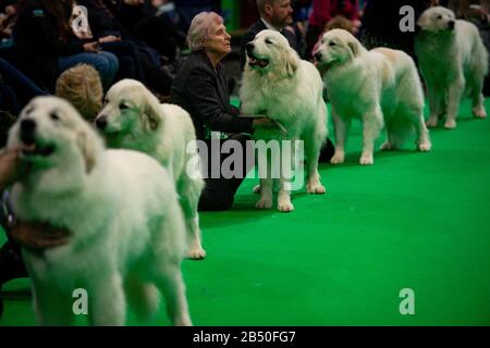 Pyrenäenhunde, die am dritten Tag der Crufts Dog Show im Birmingham National Exhibition Centre (NEC) zu sehen sind. Stockfoto