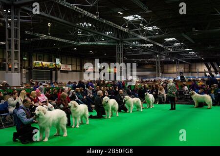 Pyrenäenhunde, die am dritten Tag der Crufts Dog Show im Birmingham National Exhibition Centre (NEC) zu sehen sind. Stockfoto