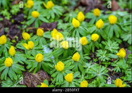 Südeuropäischer Winterling (Erantthis hyemalis) Winter Aconite • Baden-Württemberg, Deutschland Stockfoto