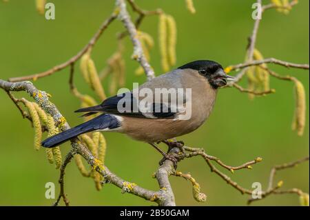 Gimpel, Dompfaffe, Weibchen (Pyrrhula pyrrhula) Nordbullfinch, weiblich • Baden-Württemberg, Deutschland Stockfoto