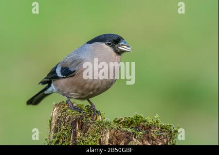 Gimpel, Dompfaffe, Weibchen (Pyrrhula pyrrhula) Nordbullfinch, weiblich • Baden-Württemberg, Deutschland Stockfoto