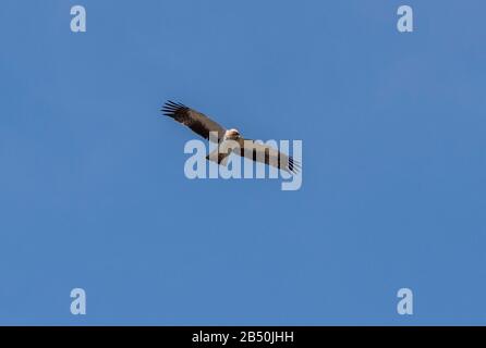 Bonellis Adler, Aquila fasciata, im Herbst im Flug gegen einen blauen Himmel, Nordspanien. Stockfoto