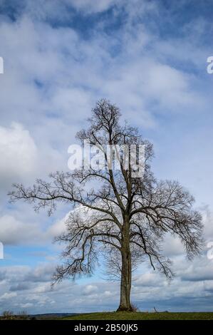 Winterlinde, Kleinblättrige Linde oder Steinlinde (Tilia cordata) Kleinblättriger Lime • Baden-Württemberg; Deutschland Stockfoto