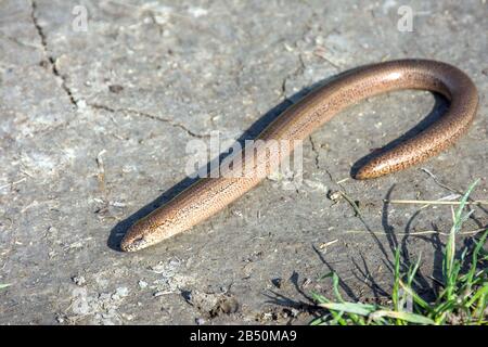 Blindschleiche (Anguis fragilis) • Mittelfranken, Bayern, Bayern, Deutschland Stockfoto