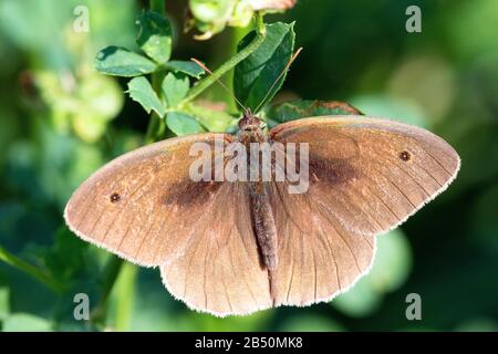 Großes Ochsenauge (Maniola jurtina) Wiese braun • Baden-Württemberg, Deutschland Stockfoto