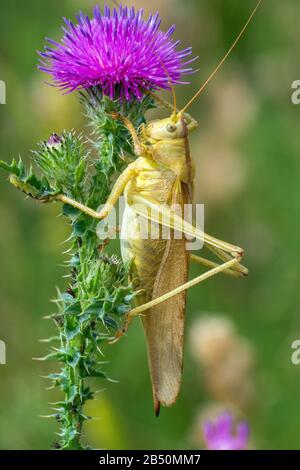 Grünes Heupferd (Tettigonia viridissima) großes grünes Busch-Kricket • Baden-Württemberg, Deutschland Stockfoto