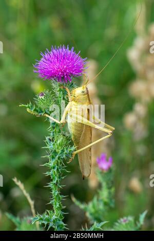 Grünes Heupferd (Tettigonia viridissima) großes grünes Busch-Kricket • Baden-Württemberg, Deutschland Stockfoto