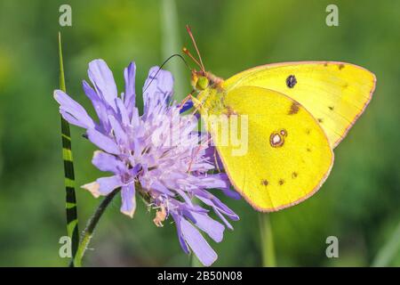 Goldene Acht (Colias hyale) Blass Getrübt Gelb • Baden-Württemberg, Deutschland Stockfoto