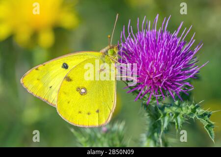 Goldene Acht (Colias hyale) Blass Getrübt Gelb • Baden-Württemberg, Deutschland Stockfoto