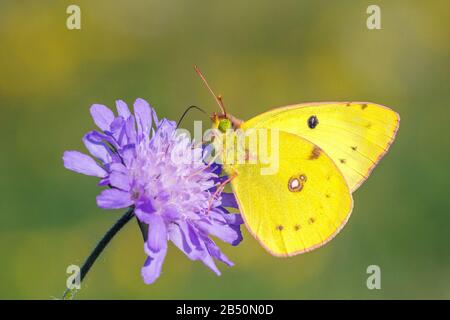 Goldene Acht (Colias hyale) Blass Getrübt Gelb • Baden-Württemberg, Deutschland Stockfoto