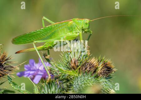 Grünes Heupferd (Tettigonia viridissima) großes grünes Busch-Kricket • Baden-Württemberg, Deutschland Stockfoto