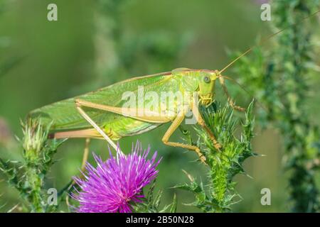 Grünes Heupferd (Tettigonia viridissima) großes grünes Busch-Kricket • Baden-Württemberg, Deutschland Stockfoto
