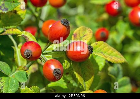 Hagebutten der Hundsrose (Rosa Canina) Rose Hüften von Dog Rose • Baden-Württemberg, Deutschland Stockfoto