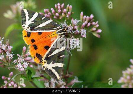 Russischer Bär (Euplagia quadripunctaria) Jersey Tiger • Baden-Württemberg, Deutschland Stockfoto