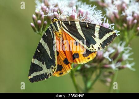 Russischer Bär (Euplagia quadripunctaria) Jersey Tiger • Baden-Württemberg, Deutschland Stockfoto