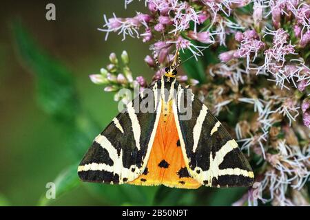 Russischer Bär (Euplagia quadripunctaria) Jersey Tiger • Baden-Württemberg, Deutschland Stockfoto