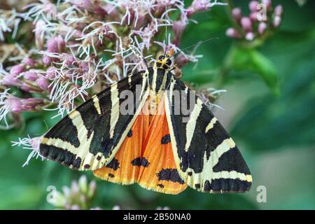 Russischer Bär (Euplagia quadripunctaria) Jersey Tiger • Baden-Württemberg, Deutschland Stockfoto