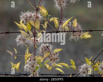 Reise-Freude, Clematis Vitalba im Herbst in Obst, aufwachsen Stacheldrahtzaun. Stockfoto