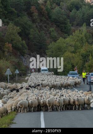 Große Schafherde, die im Herbst aus den Pyrenäen Aragoniens kommen. Spanien. Stockfoto