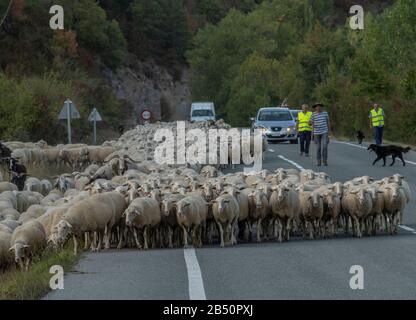 Große Schafherde, die im Herbst aus den Pyrenäen Aragoniens kommen. Spanien. Stockfoto