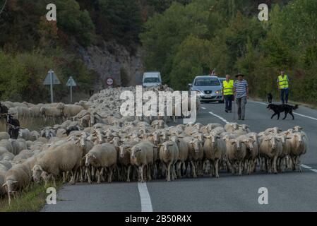 Große Schafherde, die im Herbst aus den Pyrenäen Aragoniens kommen. Spanien. Stockfoto