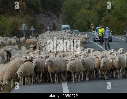 Große Schafherde, die im Herbst aus den Pyrenäen Aragoniens kommen. Spanien. Stockfoto