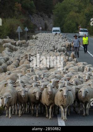 Große Schafherde, die im Herbst aus den Pyrenäen Aragoniens kommen. Spanien. Stockfoto