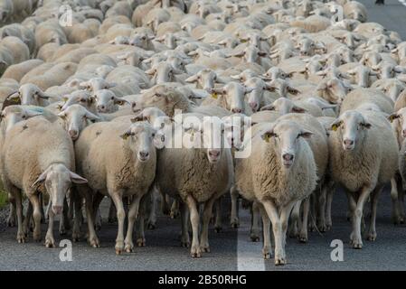 Große Schafherde, die im Herbst aus den Pyrenäen Aragoniens kommen. Spanien. Stockfoto