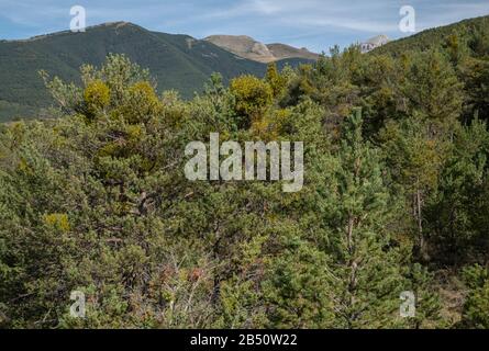 Form von Mistel, Viskum Album ssp. Abietis, auf Kiefern in den Pyrenäen von Aragon. Stockfoto