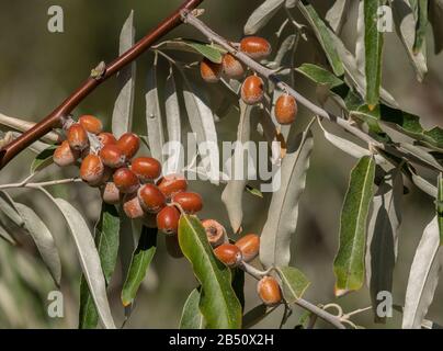 Oleaster, Elaeagnus angustifolia, in Frucht im Herbst. Stockfoto