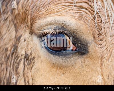 Auge von goldweißem Pferd, das an einem kalten Wintertag draußen steht Stockfoto