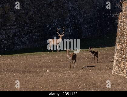 Red Deer, Cervus elaphus im Wassergraben bei der Festung Jaca, Aragon, Spanien. Stockfoto