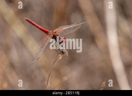 Roter Darthals, Sympetrum fonscolombii, männlich, in der Sonne, im Spätsommer. Stockfoto