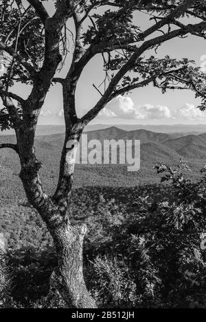 Der Blick vom Pisgah Inn auf den Mount Pisgah, auf den Blue Ridge Parkway in Waynesville, NC, USA, hat eine atemberaubende Aussicht. Stockfoto