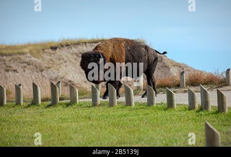 SD00309-00...SOUTH DAKOTA - Bison bereitet sich darauf vor, die sage Creek Rim Road im Badlands National Park zu überqueren. Stockfoto