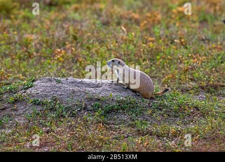 SD00315-00...SOUTH DAKOTA - Einer der Bewohner von Roberts Prairie Dog Town im Badlands National Park. Stockfoto