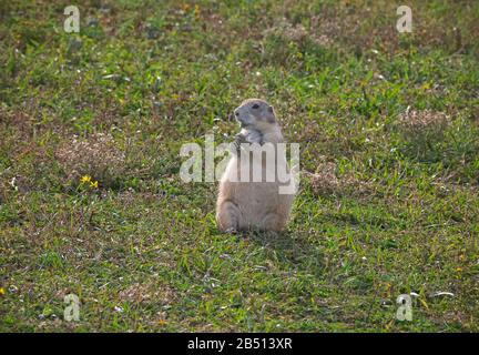 SD00316-00...SOUTH DAKOTA - EIN Präriehund, der einen Snack genießt, während er Touristen beobachtet, die in der Roberts Prairie Dog Town im Badlands National Park vorbeifahren. Stockfoto