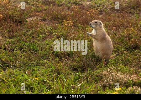SD00317-00...SOUTH DAKOTA - EIN Präriehund, der einen Snack genießt, während er Touristen beobachtet, die in der Roberts Prairie Dog Town im Badlands National Park vorbeifahren. Stockfoto